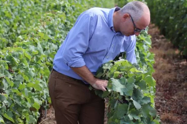 Aldi's Champagne Supplier Begins Harvest Early, Boosted By Turbulent Weather