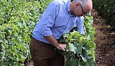 Aldi's Champagne Supplier Begins Harvest Early, Boosted By Turbulent Weather