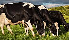 IFA Encourages Co-ops To Commit To Year-End Milk Prices