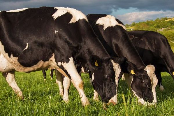 IFA Encourages Co-ops To Commit To Year-End Milk Prices
