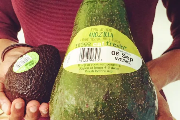 Avozilla: Five Times The Size of A Regular Avocado, Now Available In Tesco
