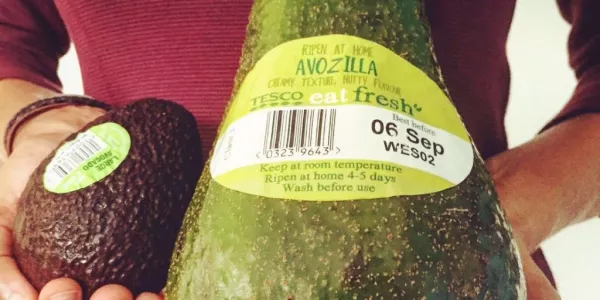 Avozilla: Five Times The Size of A Regular Avocado, Now Available In Tesco