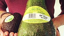 Avozilla: Five Times The Size of A Regular Avocado, Now Available In Tesco