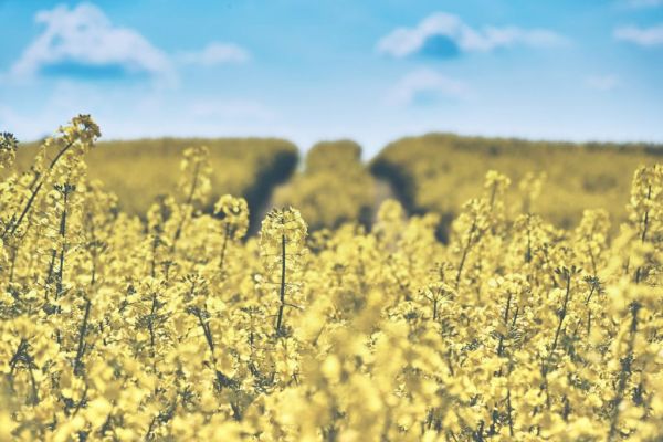 Insects And Drought May Curb EU Rapeseed's Recovery From Sowing Troubles