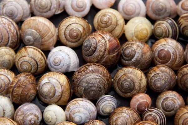 Carlow Snail Farm Looking Into New Opportunities As Demand Grows