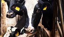 US Firm Backs Irish Startup In Facial Recognition For Cows Tech Project