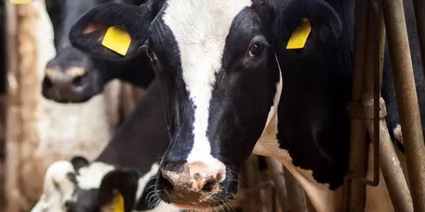 US Firm Backs Irish Startup In Facial Recognition For Cows Tech Project