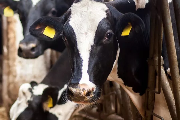 US Firm Backs Irish Startup In Facial Recognition For Cows Tech Project