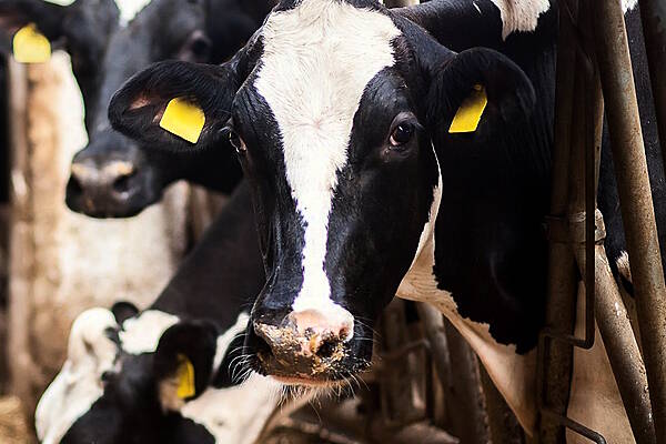 US Firm Backs Irish Startup In Facial Recognition For Cows Tech Project