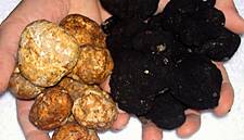 Climate Change Could Spell Trouble For Truffles, Expert Warns