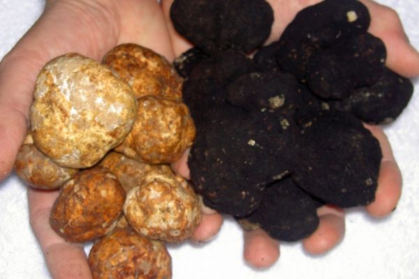 Climate Change Could Spell Trouble For Truffles, Expert Warns