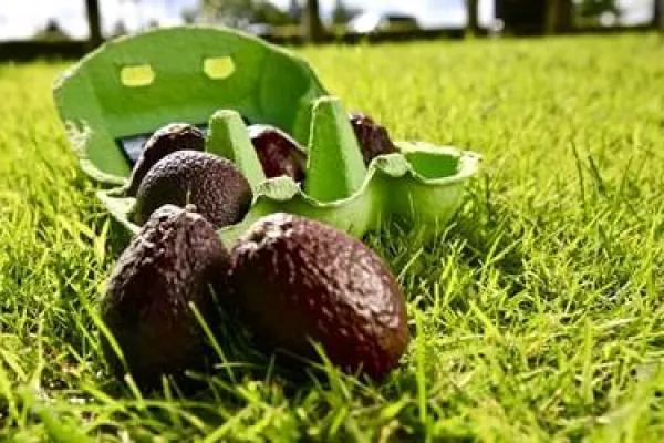 Tesco Launches Mini Avocados 'Zilla Eggs' Sold In Egg Cartons