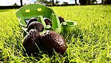 Tesco Launches Mini Avocados 'Zilla Eggs' Sold In Egg Cartons
