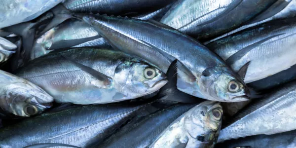 Mackerel Agreement Introduces 55,000T Quota For Irish Fishermen