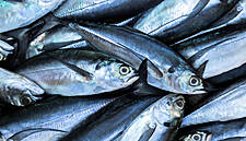 Mackerel Agreement Introduces 55,000T Quota For Irish Fishermen