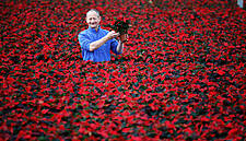 SuperValu And Centra Expect Strong Sales Of Poinsettias Over Festive Season