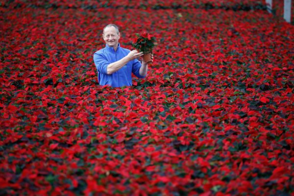 SuperValu And Centra Expect Strong Sales Of Poinsettias Over Festive Season