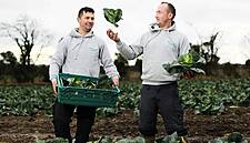 Tesco Diverts Cabbage Plants From Food Waste