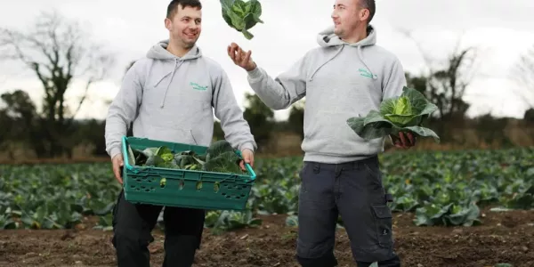Tesco Diverts Cabbage Plants From Food Waste