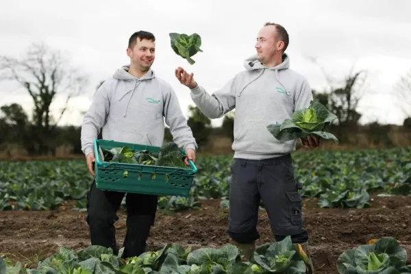 Tesco Diverts Cabbage Plants From Food Waste