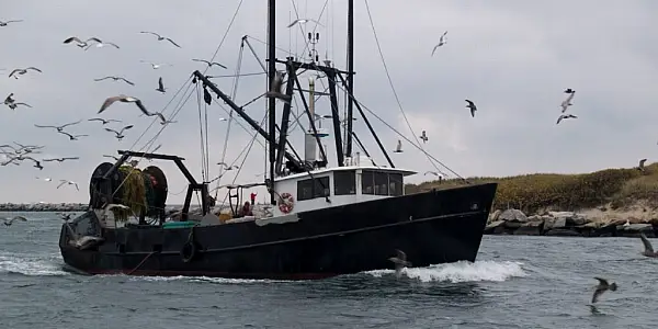 Irish Crab Market Collapses, Endangering Fishing Businesses