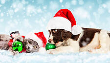 Tesco: Irish Shoppers Are Putting Their Pets First This Christmas