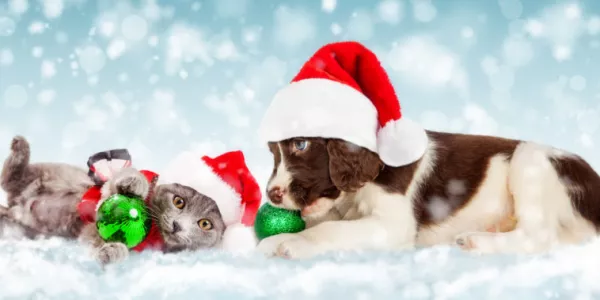Tesco: Irish Shoppers Are Putting Their Pets First This Christmas