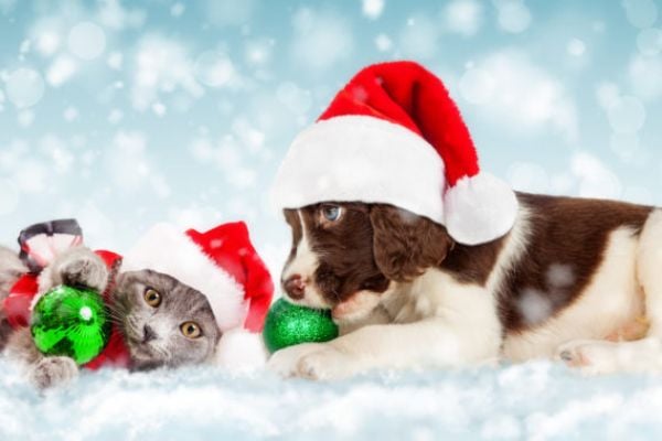 Tesco: Irish Shoppers Are Putting Their Pets First This Christmas