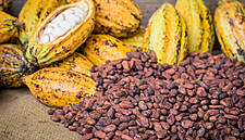Ivory Coast Rain And Sun To Boost Cocoa Mid-Crop: Farmers