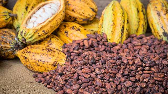 Rains In Ivory Coast Cocoa Regions Bring Patchy Relief From Dry Spell