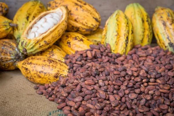Rains In Ivory Coast Cocoa Regions Bring Patchy Relief From Dry Spell