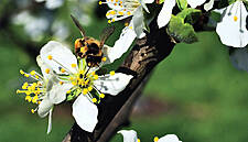 EU Has Failed To Halt Decline Of Bees And Butterflies, Auditors Say