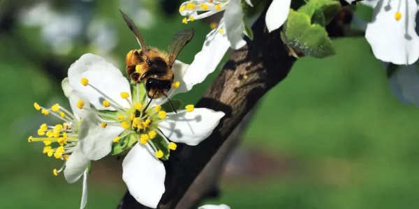 EU Has Failed To Halt Decline Of Bees And Butterflies, Auditors Say