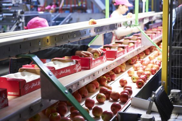Pink Lady Sells 170,000 Tons Of Apples Despite 'Harsh Weather' During Spring Harvest
