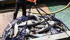 WTO Fails To Agree Rules To Stop Overfishing By Year's End Deadline