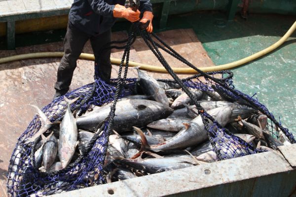 WTO Fails To Agree Rules To Stop Overfishing By Year's End Deadline