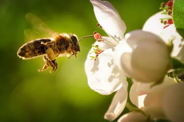 SuperValu TidyTowns Promotes Pollination Goals With 'Vale Of Honey'