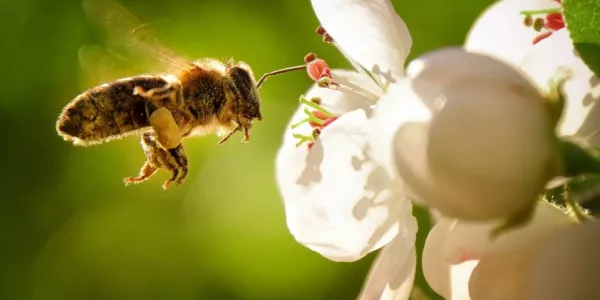 Lidl To Step Up Biodiversity Support For Bees In Operation Pollination