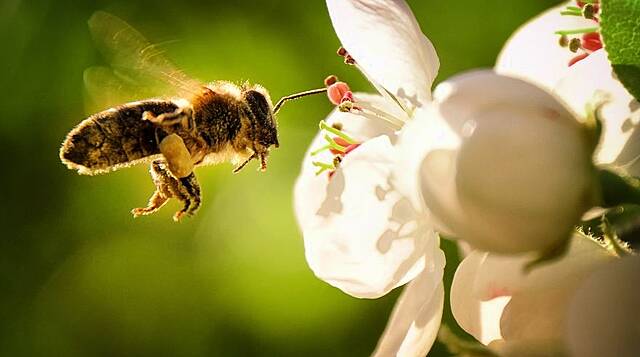 Bord Bia Announces New Partnership With The National Biodiversity Data Centre