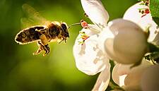 EU To Halve Pesticides By 2030 To Protect Bees, Biodiversity