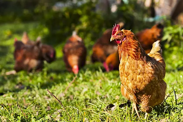 Bird Flu Detected At French Turkey Farm