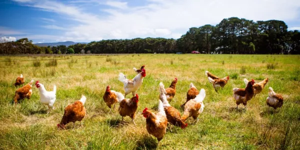 Bird Flu Discovered At Dutch Farm; 216,000 Chickens To Be Culled