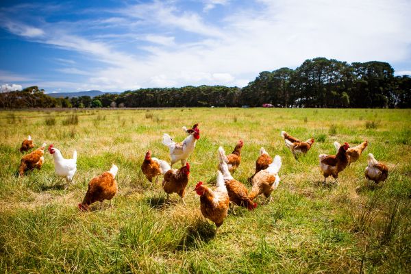 Bird Flu Discovered At Dutch Farm; 216,000 Chickens To Be Culled