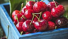 New EU Import Curbs On Fruit Not Canada Specific: Canadian Minister