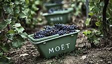 Champagne Houses Of LVMH Expect 'Promising' Harvests For 2019