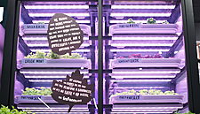 M&S Food Partners With Infarm For Vertical Farming Units UK Stores