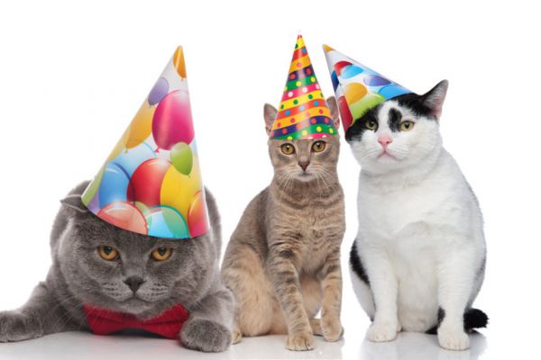 Cat Club Celebrates 20th Birthday