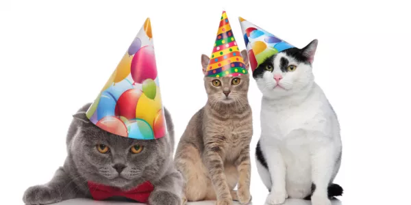 Cat Club Celebrates 20th Birthday