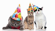 Cat Club Celebrates 20th Birthday