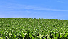 Dry Weather A Worry As EU Sugar Beet Harvest Starts
